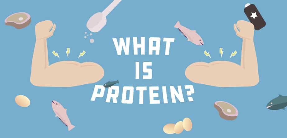 What is Protein?